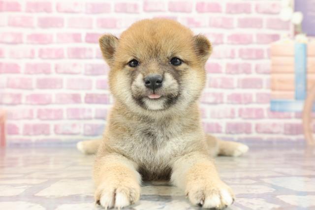 柴犬