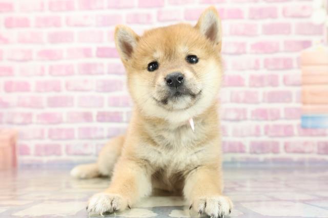 柴犬