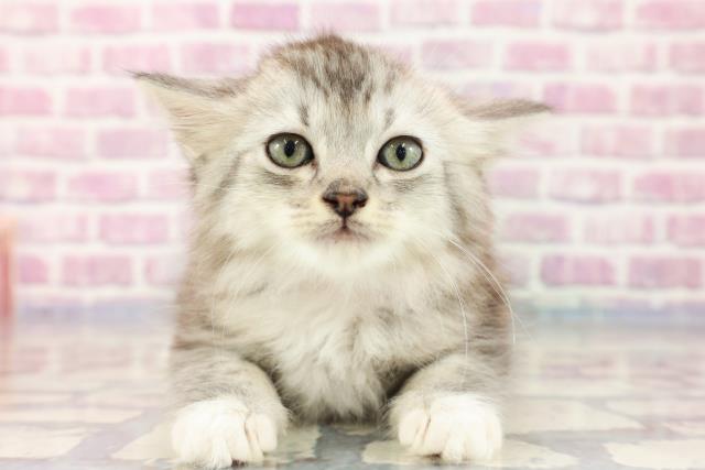 新潟県のラガマフィン (Coo&RIKU新潟東店/2023年7月29日生まれ/女の子/シルバータビーホワイト)の子猫