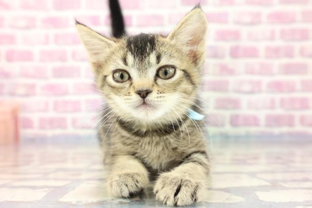 青森県のアメリカンカール (Coo&RIKU青森店/2023年7月31日生まれ/男の子/ブラウンタビー)の子猫