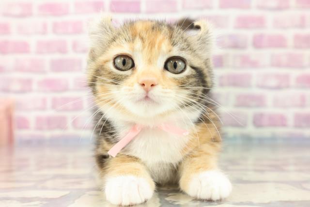 新潟県のアメリカンカール (Coo&RIKU新潟西店/2023年7月31日生まれ/女の子/ブラウンパッチドタビーホワイト)の子猫
