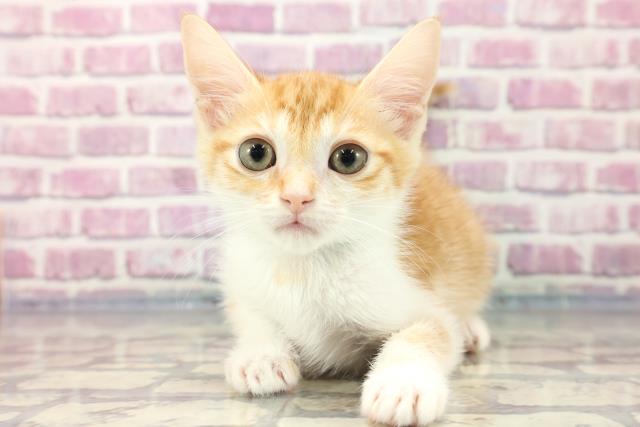 新潟県のジェネッタ (Coo&RIKU新潟東店/2023年7月14日生まれ/男の子/レッドタビーホワイト)の子猫
