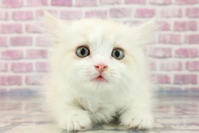 新潟県のミヌエット (Coo&RIKU新潟西店/2023年8月6日生まれ/男の子/カメオタビーホワイト)の子猫