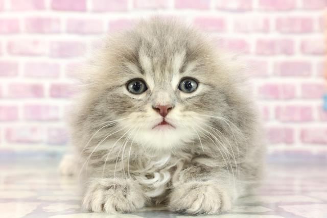 千葉県のスコティッシュフォールド (Coo&RIKU東金店/2023年8月6日生まれ/男の子/ブルータビー)の子猫