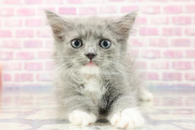 群馬県のスコティッシュフォールド (Coo&RIKUケーヨーデイツー館林店/2023年8月6日生まれ/女の子/ブルータビーホワイト)の子猫