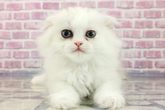 愛媛県のスコティッシュフォールド (Coo&RIKU大洲店/2023年8月6日生まれ/女の子/シルバーパッチドタビーホワイト)の子猫