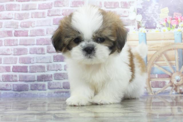 青森県のシーズー (Coo&RIKU弘前店/2023年8月5日生まれ/男の子/ゴールドホワイト)の子犬