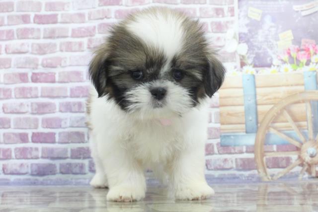 青森県のシーズー (Coo&RIKU青森店/2023年8月5日生まれ/女の子/ゴールドホワイト)の子犬