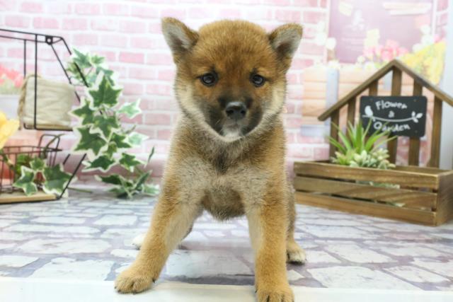 柴犬