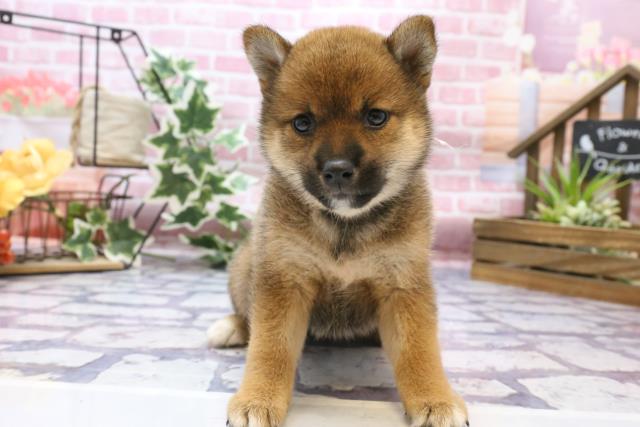 柴犬
