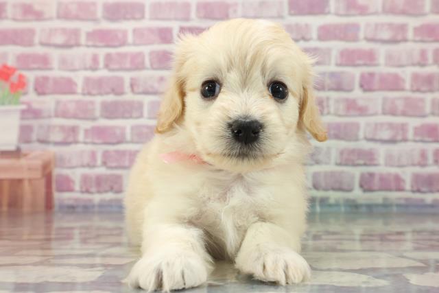 東京都のマルックス (Coo&RIKU三軒茶屋店/2023年8月7日生まれ/女の子/クリーム)の子犬