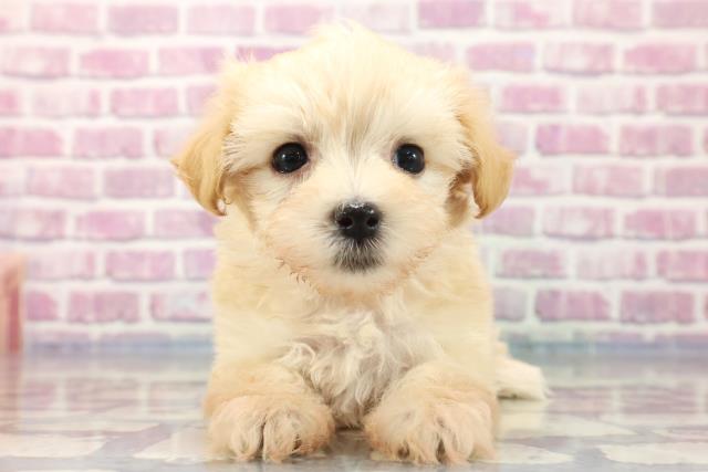 山形県のマルプー (Coo&RIKU山形店/2023年8月6日生まれ/女の子/クリーム)の子犬