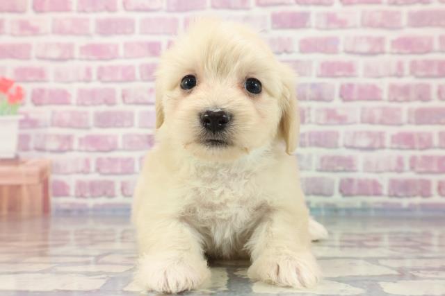 兵庫県のマルックス (Coo&RIKU明石店/2023年8月7日生まれ/男の子/クリーム)の子犬