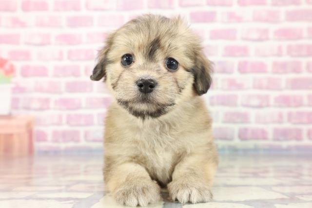 茨城県のマルックス (Coo&RIKU筑西店/2023年8月7日生まれ/女の子/レッド(赤))の子犬