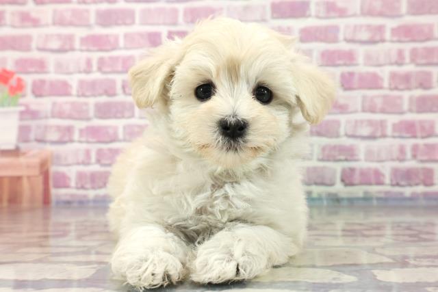 長野県のマルプー (Coo&RIKU綿半権堂店/2023年8月6日生まれ/女の子/クリーム)の子犬
