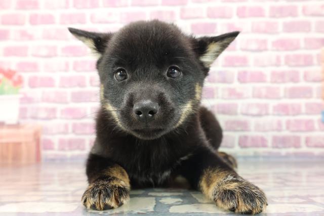 長野県の北海道犬 (Coo&RIKU長野店/2023年8月4日生まれ/女の子/黒褐)の子犬