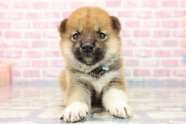 柴犬