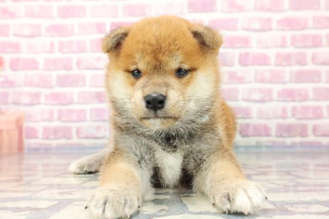 柴犬