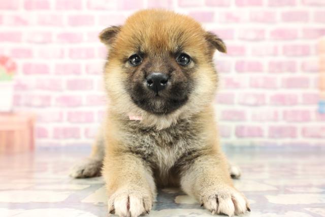 群馬県の柴犬 (Coo&RIKU藤岡店/2023年8月6日生まれ/女の子/レッド(赤))の子犬