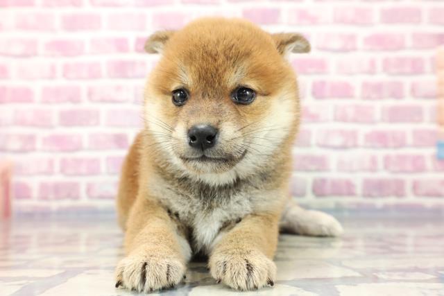 柴犬