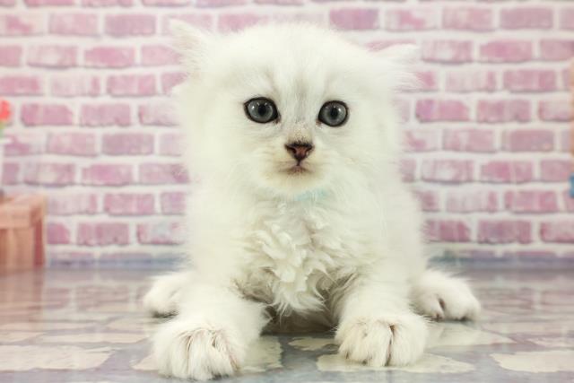 山口県のペルシャ (Coo&RIKUサンパークあじす店/2023年8月5日生まれ/男の子/シルバー)の子猫