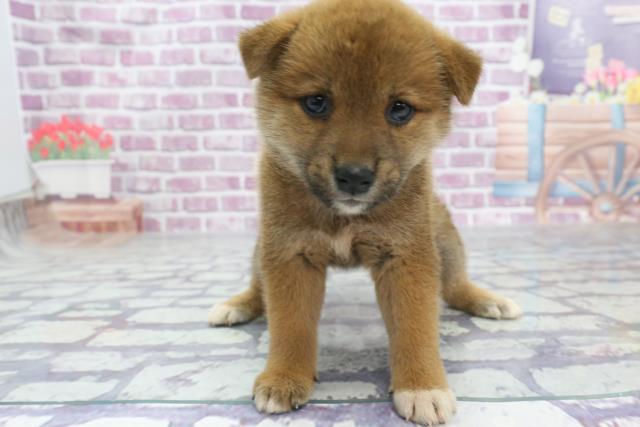 柴犬