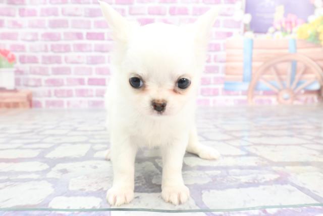大分県のチワワ(ロング) (Coo&RIKU大分店/2023年8月8日生まれ/女の子/クリーム)の子犬
