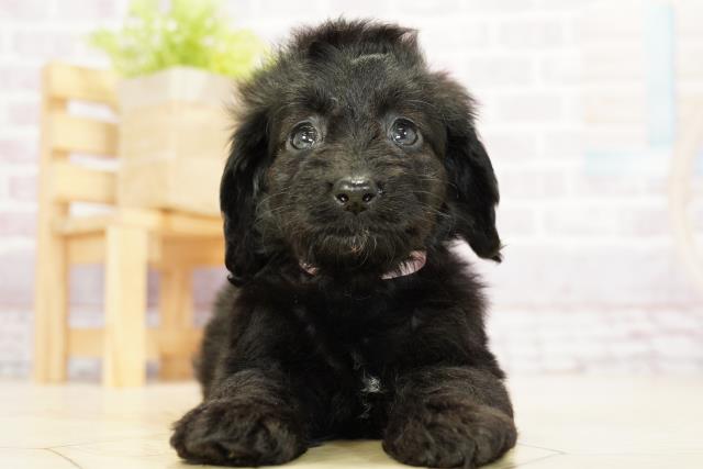 愛知県のダップー (Coo&RIKU名古屋中川店/2023年8月8日生まれ/女の子/ブラック(黒))の子犬