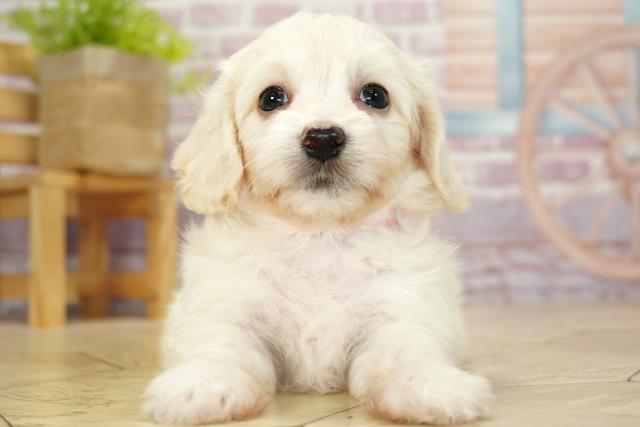 愛知県のマルックス (Coo&RIKU名古屋みなと店/2023年8月4日生まれ/女の子/クリーム)の子犬