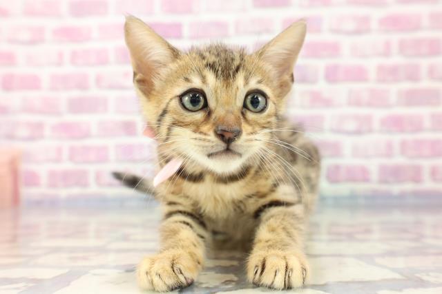 北海道のベンガル (Coo&RIKU函館店/2023年8月6日生まれ/女の子/ブラウンスポットタビー)の子猫