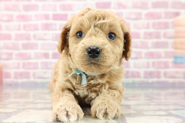 東京都のマルプー (Coo&RIKU阿佐ヶ谷店/2023年8月9日生まれ/男の子/アプリコット)の子犬