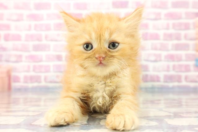 宮城県のスコティッシュフォールド (Coo&RIKU仙台太白店/2023年8月7日生まれ/女の子/レッドタビー)の子猫