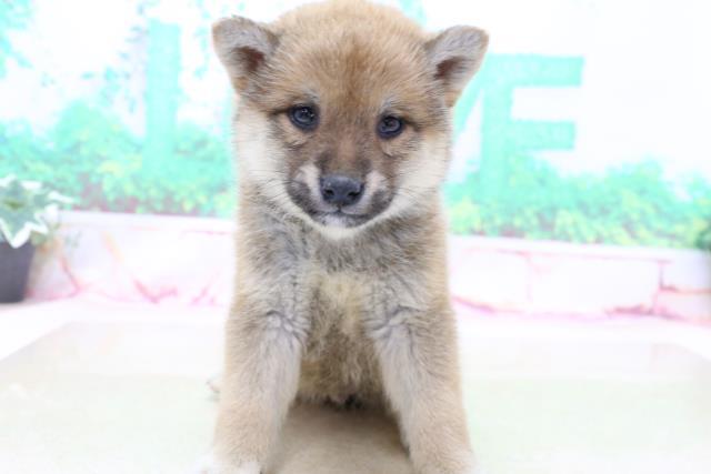 柴犬