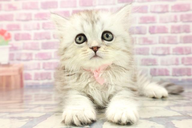 東京都のラガマフィン (Coo&RIKU阿佐ヶ谷店/2023年8月7日生まれ/女の子/シルバータビー)の子猫