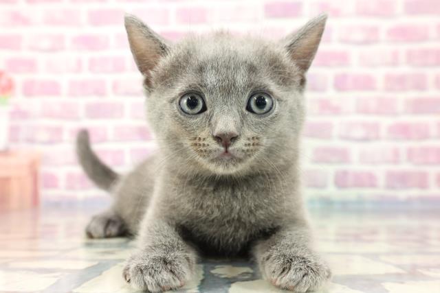 東京都のシャルトリュー (Coo&RIKU阿佐ヶ谷店/2023年8月9日生まれ/男の子/ブルー)の子猫