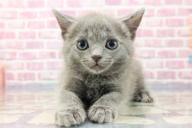 東京都のシャルトリュー (Coo&RIKU新小岩店/2023年8月9日生まれ/女の子/ブルー)の子猫