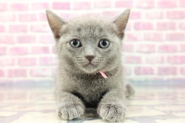 東京都のシャルトリュー (Coo&RIKU高円寺店/2023年8月9日生まれ/女の子/ブルー)の子猫