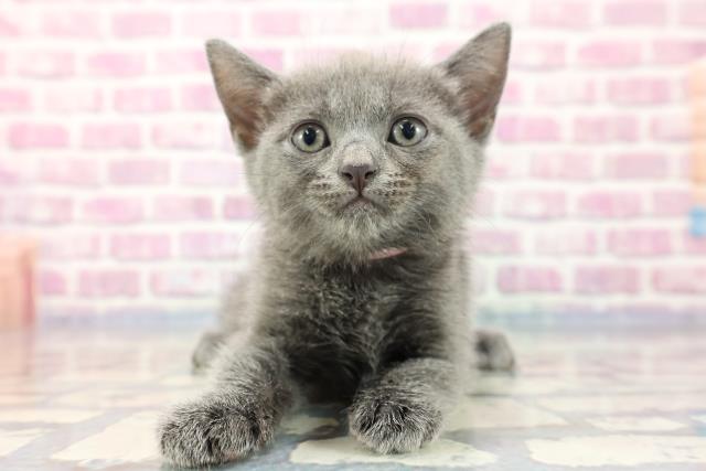 東京都のシャルトリュー (Coo&RIKU武蔵小山店/2023年8月9日生まれ/女の子/ブルー)の子猫