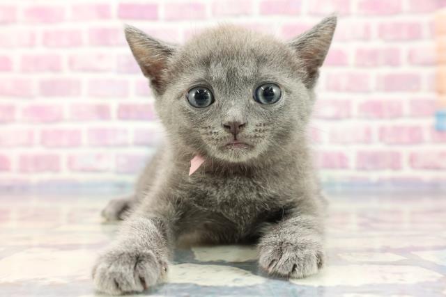 東京都のシャルトリュー (Coo&RIKU秋葉原店/2023年8月9日生まれ/女の子/ブルー)の子猫