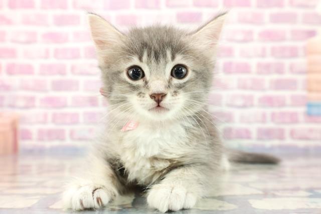 宮城県のサイベリアン (Coo&RIKU仙台太白店/2023年8月9日生まれ/女の子/ブルータビーホワイト)の子猫