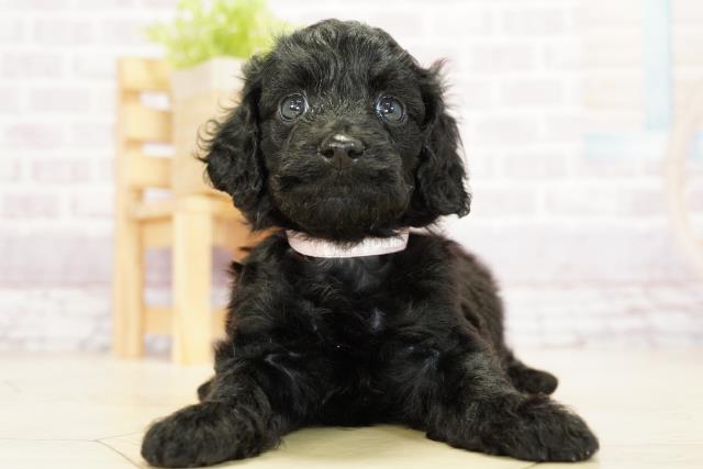 愛知県のダップー (Coo&RIKU瀬港線守山店/2023年8月9日生まれ/女の子/ブラック(黒))の子犬