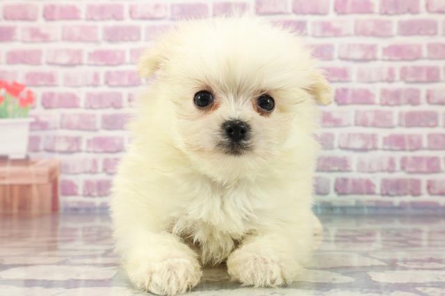 栃木県のポメマル(マルポメ) (Coo&RIKU足利店/2023年8月8日生まれ/男の子/クリーム)の子犬
