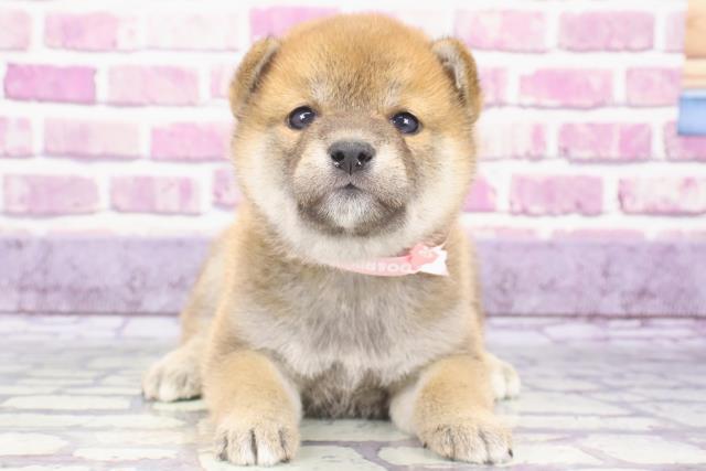 柴犬