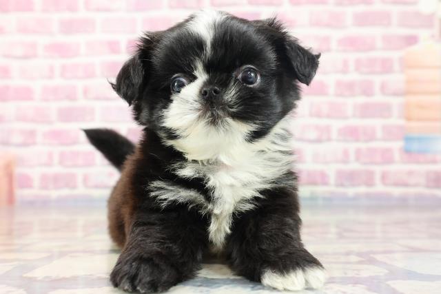 東京都のチワズー(チワシーズ) (Coo&RIKU東久留米店/2023年8月12日生まれ/男の子/ブラックホワイト)の子犬