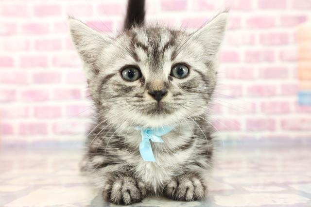 新潟県のマンチカン (Coo&RIKUイオンモール新発田店/2023年8月13日生まれ/男の子/シルバータビー)の子猫