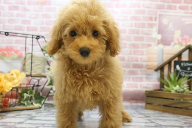 大分県のトイプードル (Coo&RIKU大分店/2023年8月5日生まれ/男の子/アプリコット)の子犬