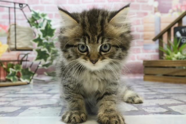 福岡県のハーフ猫 (Coo&RIKU福岡西店/2023年8月13日生まれ/男の子/ブラウンタビー)の子猫