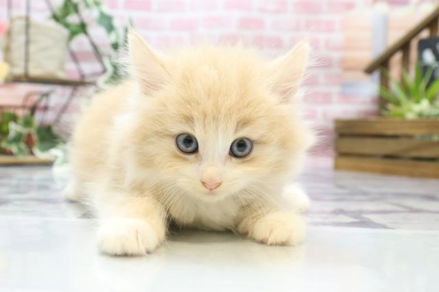 鹿児島県のノルウェージャンフォレストキャット (Coo&RIKU鹿児島店/2023年8月12日生まれ/男の子/クリームタビーホワイト)の子猫
