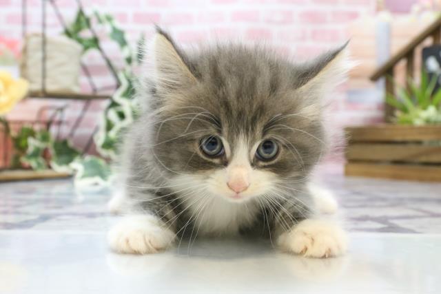 長崎県のノルウェージャンフォレストキャット (Coo&RIKU大村店/2023年8月12日生まれ/男の子/ブルータビーホワイト)の子猫