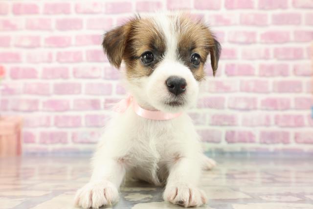 千葉県のジャックラッセルテリア (Coo&RIKU東船橋店/2023年8月13日生まれ/女の子/タンホワイト)の子犬